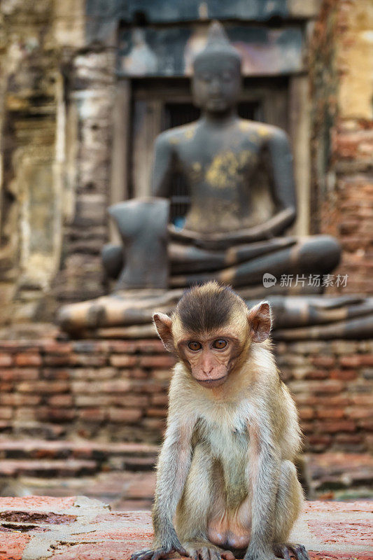 华富里泰国Phra Prang Sam Yot猕猴宝宝